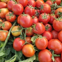 خریدار وفروش گوجه ربی درهم نقد