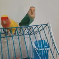 طوطی برزیلی گم شده