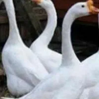 غاز اوکراینی۱۸۰ عدد نرو ماده تخم گزار