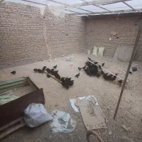 دستگاه جوجه کشی ۵۰۰ تایی