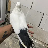 پرنده