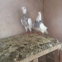 کبوتر طوقی