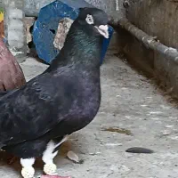 اشعل چپی تاپ نر