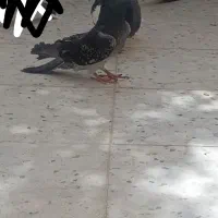 کفتر اصفهانی قفل و کله ای
