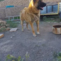 سگ نگهبان