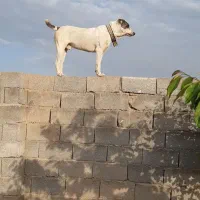 سگ نگهبان