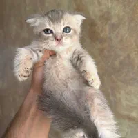 گربه بریتیش