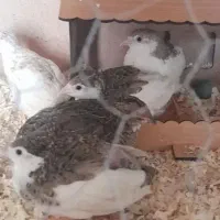 بلدارچین میناتوری