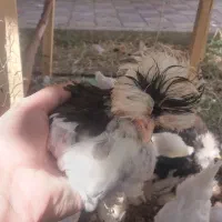 نوچه سلطان