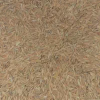 فروش برنج چمپا هاشمی