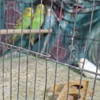 فروش مرغ عشق