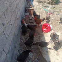 تعدادی مرغ یک خروس کاکولی نه عددبوقلمون