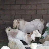 سرگرمی وفراغت ،حیوانات مزرعه