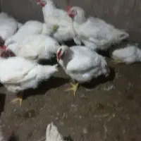 مرغ گوشتی فروشی