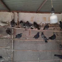 کفتر سبز وسکس