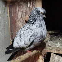 کبوتر|پرنده|گرگان, |دیوار