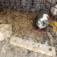 زاغ ریش کلایی ماده و یک طوقی
