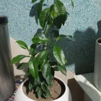 درختچه پرتقال و تعدادی سانسوریا پا کوتاه