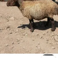 میش معاوضه با موتور احسان ۲۰۰