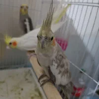 جوجه عروس هلندی