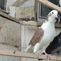 کفتر کبوتر
