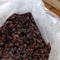 کشمش افتابی