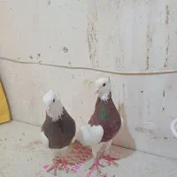 کفتر طوقی کبوتر .کلاغ نواری . سبز آلمانی