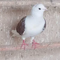 دوکت نر مهر کبوتر