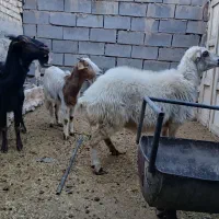 یک میش با دو تا بز