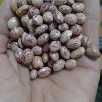 لوبیا چیتی