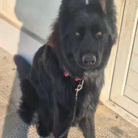سگ ژرمن بلک