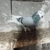 شازدا ماده صید شده