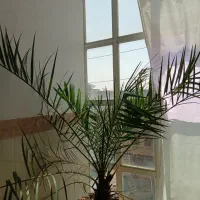 نهال خرما