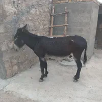 الاغ نر سرحال