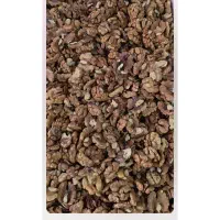 فروش مغز گردو فسنجونی