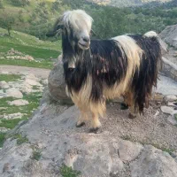 بز وبره