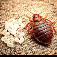 سمپاشی ساختمان سوسک ساس بید مایت گال و....