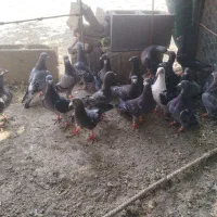 کفتر پلاکی مسافتی