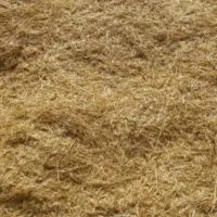 کاه گندم