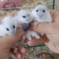 همستر کمپل سایز ریز
