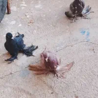 کبوتر