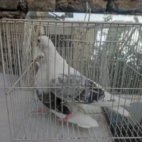 کبوتر سفید پرپا