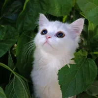 گربه پرشین