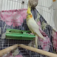 سلام یک عدد عروس هلندی نر جوان