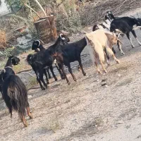 بز دورگ ترکی پاکستانی