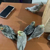 جوجه عروس هلندی چهل روزه