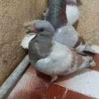 کفتر نر و ماده سینه فر
