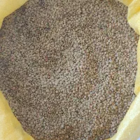 عدس.نژی