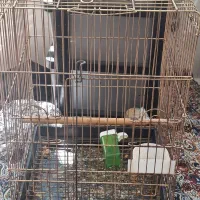 قفس کاسکو