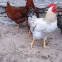 خروس